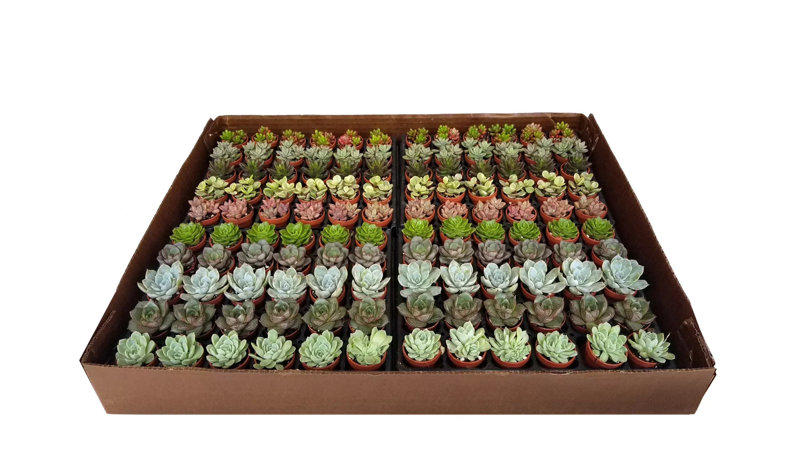 1" Succulent Fairy Plant