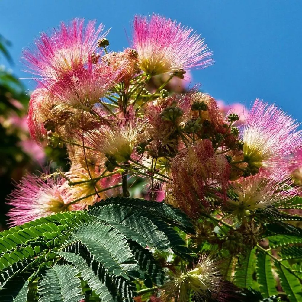 10 Albizia Julibrissin Cold Hardy Mimosa Tree Seeds For Planting