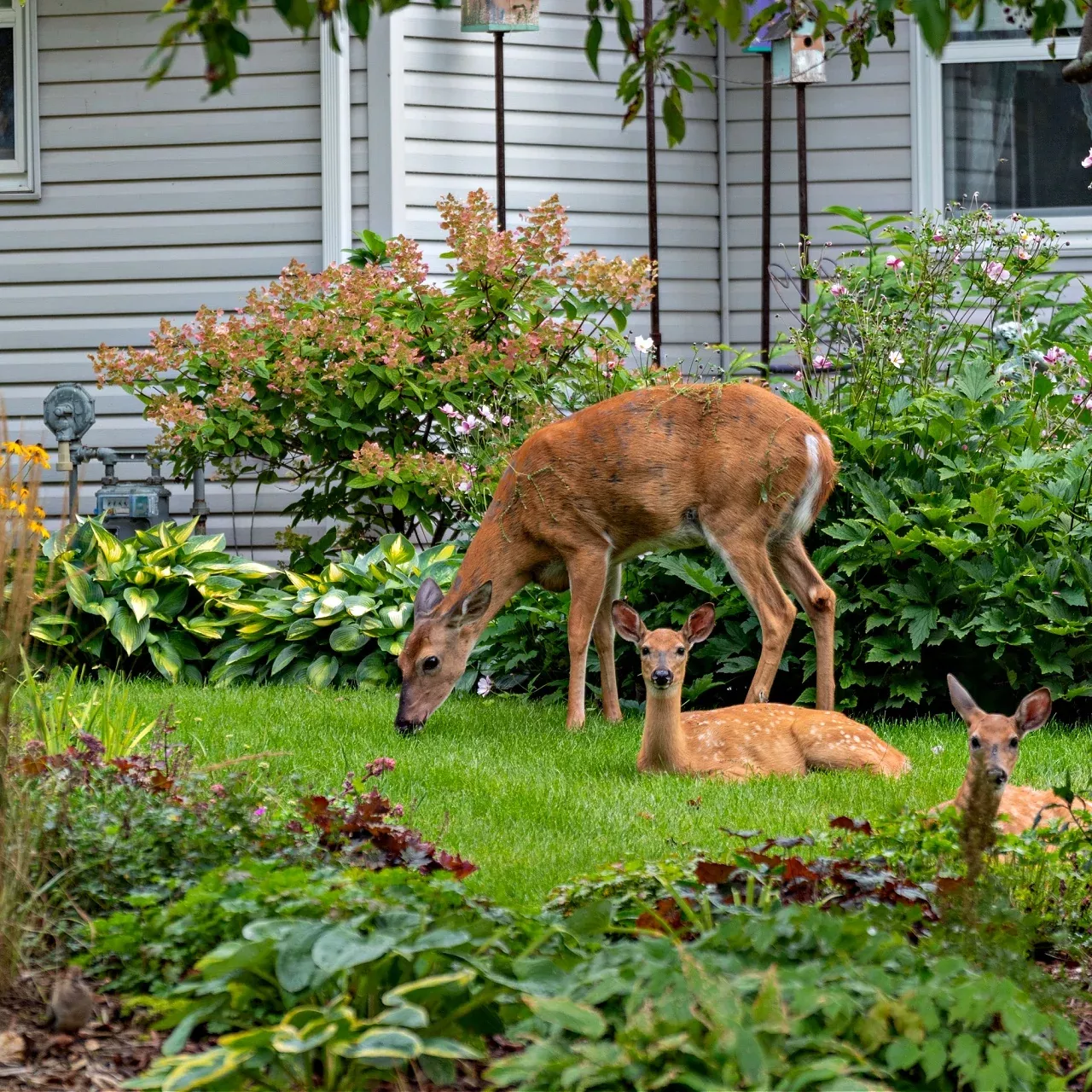 10 Deer Resistant Garden Plants