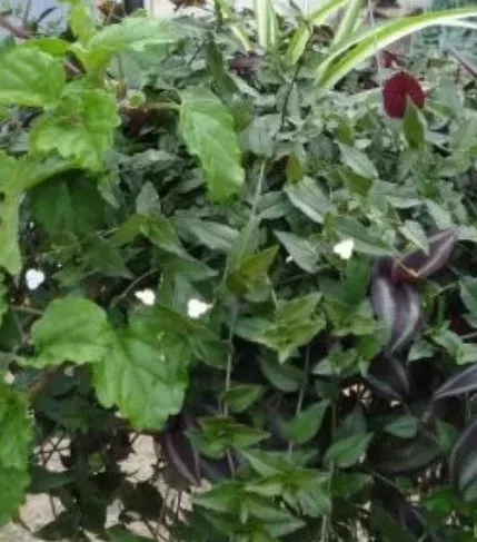 10 HB Mixed Foliage Hanging Basket