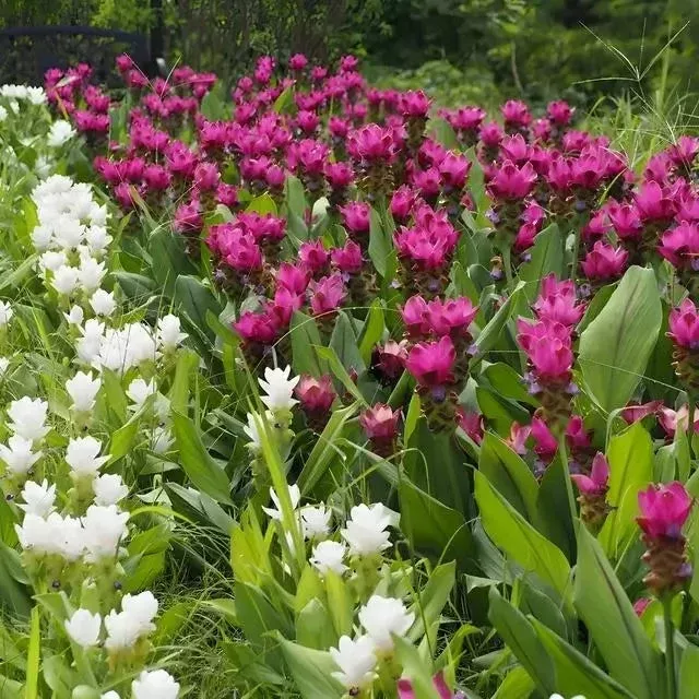10 Perennial Plants Package