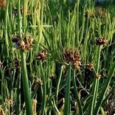 -10Egyptian Walking Onions- Plants 2.50