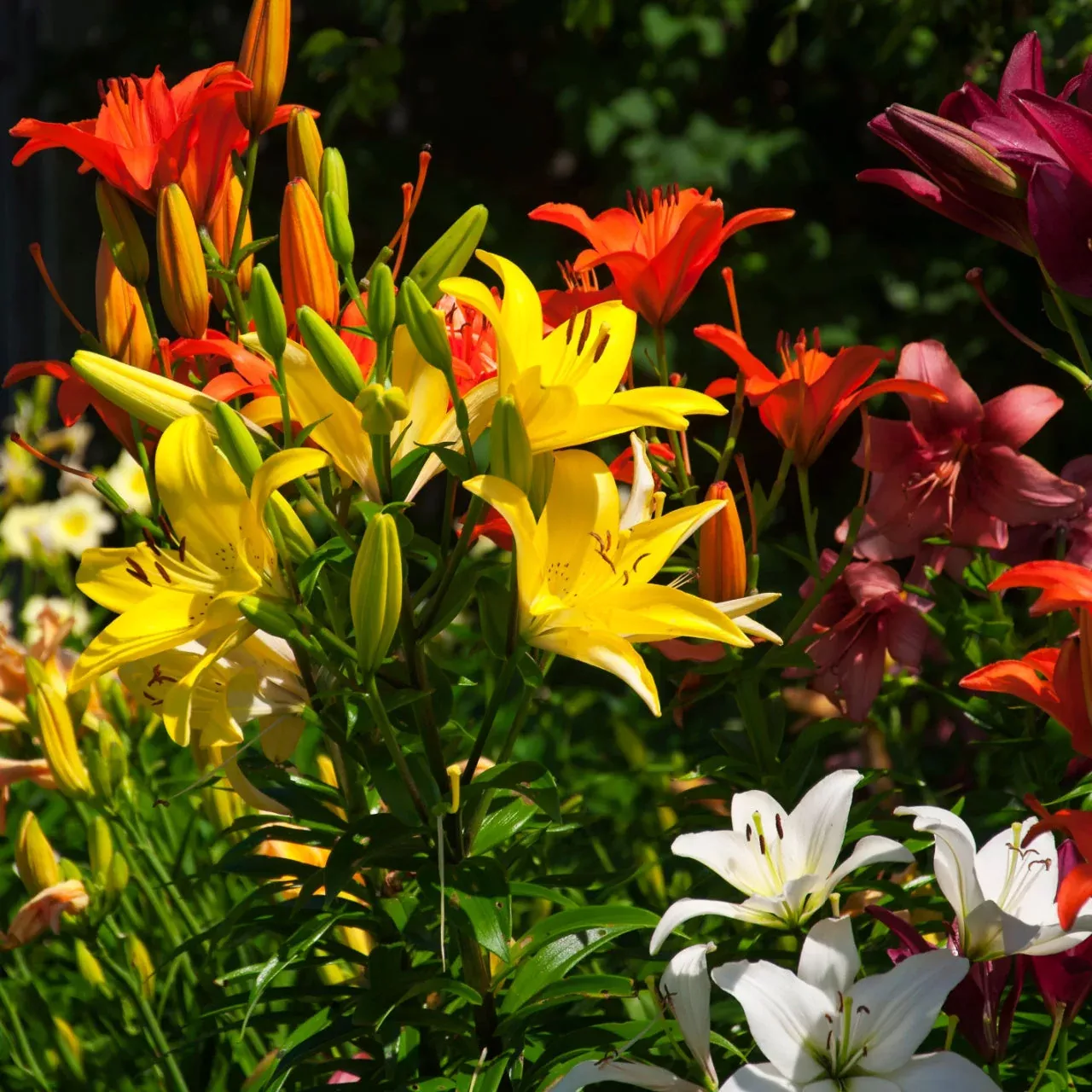 15 Flowering Plants