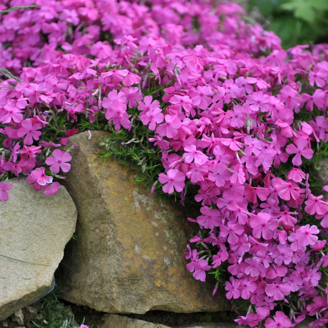 15 Ground Cover Package