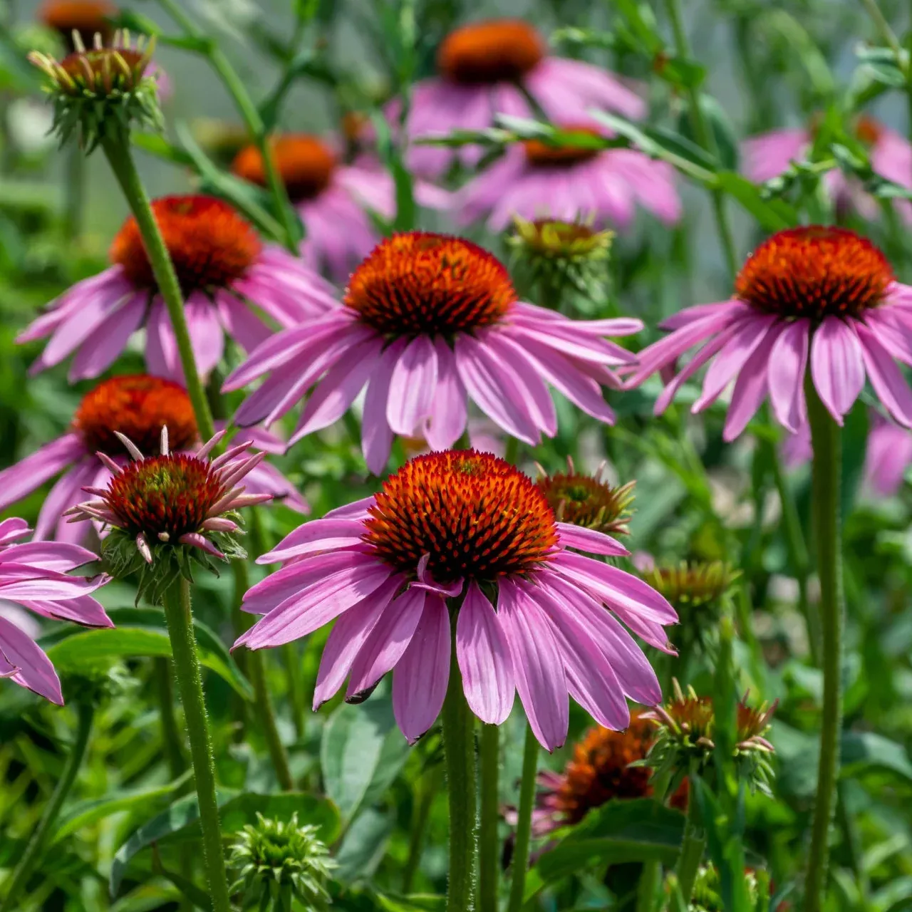 15 Long Blooming Wildflowers