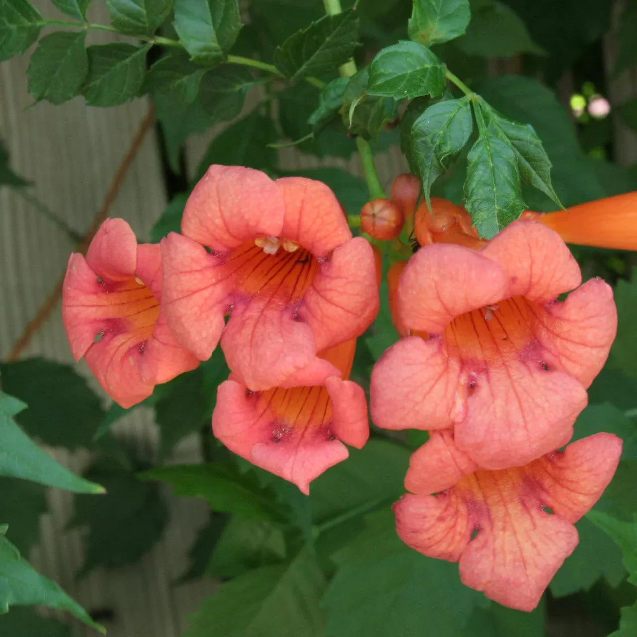 15 Trellis Climbing Favorites