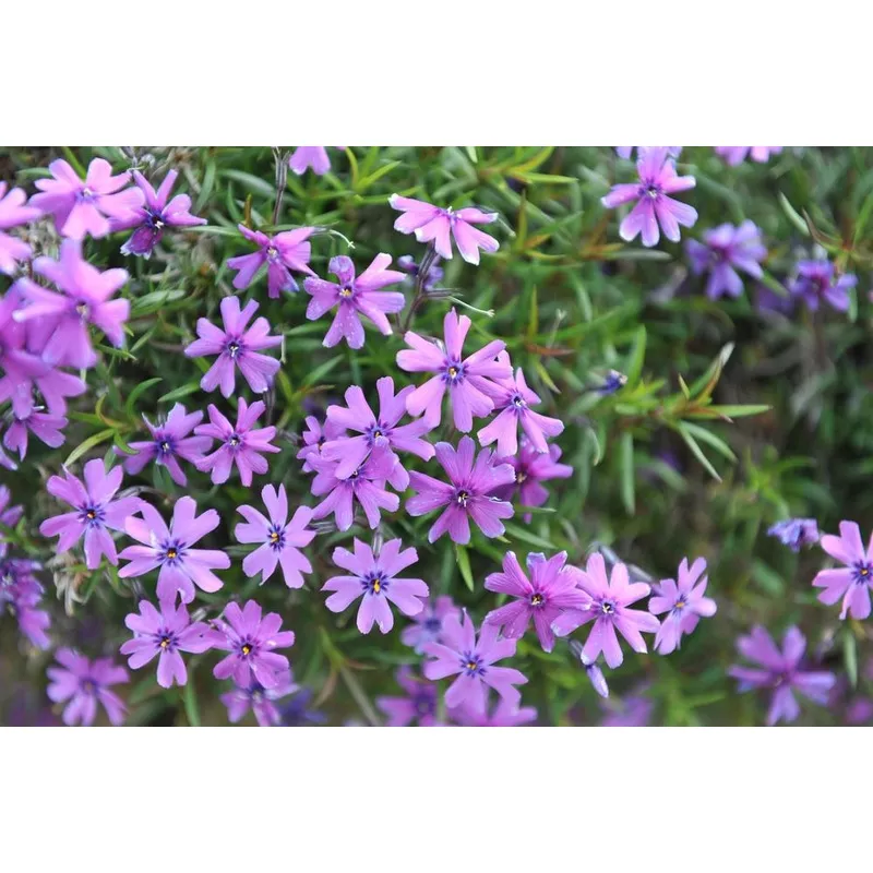 1G Phlox subulata ‘Purple Beauty’ Purple Beauty Moss Phlox (Creeping Phlox) 1004814