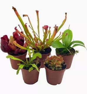 2" Carnivorous Plants