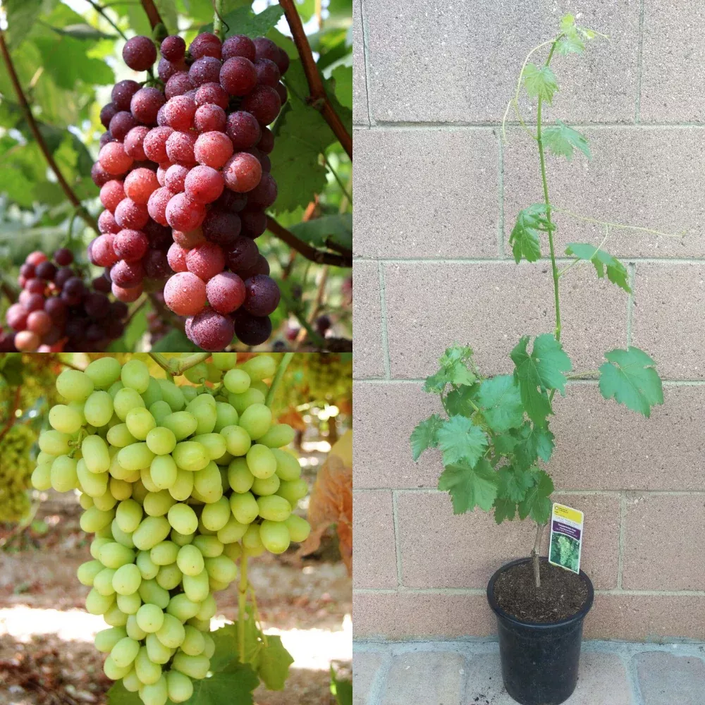 2 Seedless Grape Vine (Red Flame and Thompson) Fruit Trees