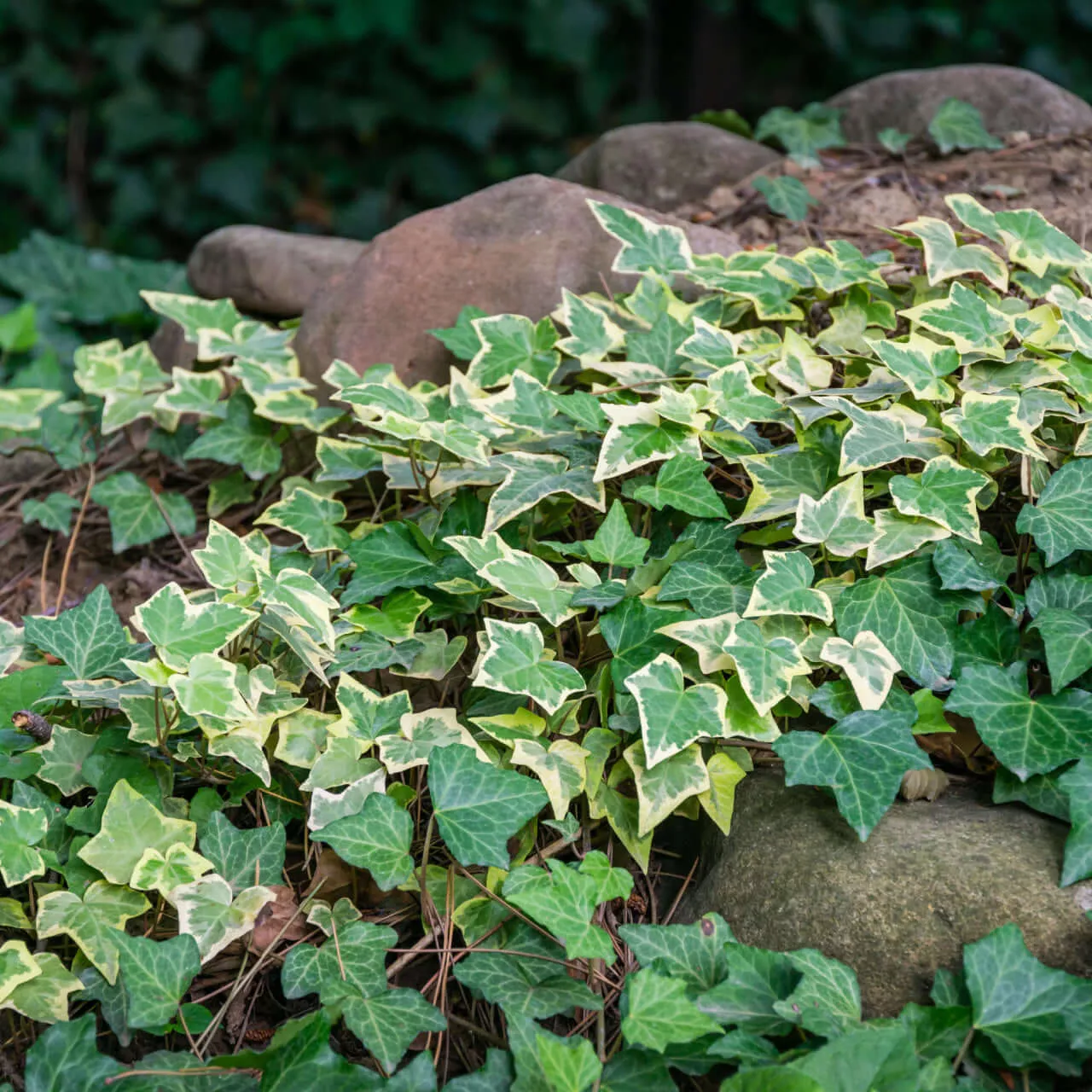 20 Soil Erosion Plants