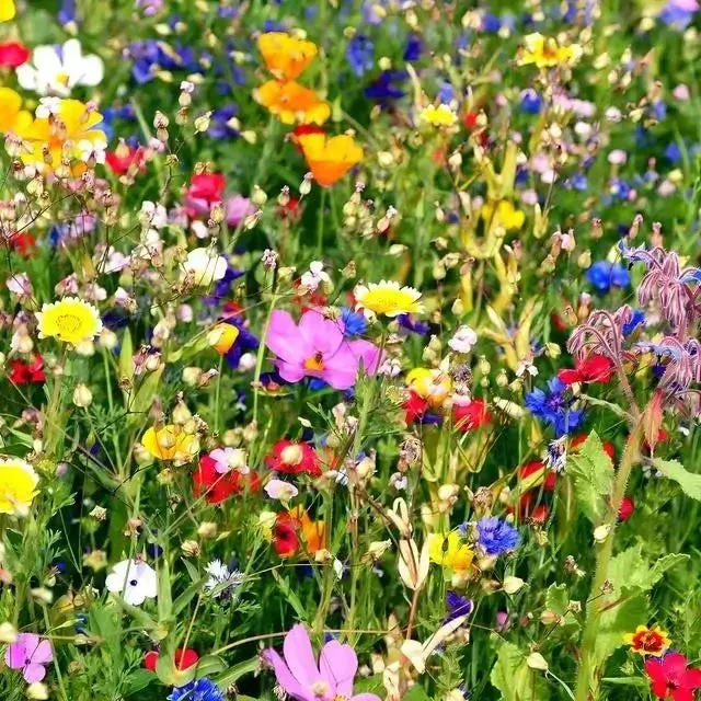25 Colorful Wildflowers