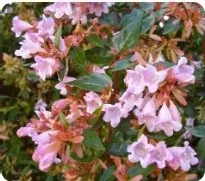 3 G ABELIA EDWARD GOUCHER