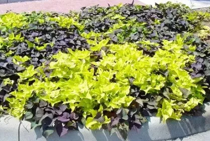 4.5" Fancy - 12's Potato Vine