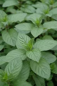 4" Chef Jeff's Herbs MINT CHOCOLATE