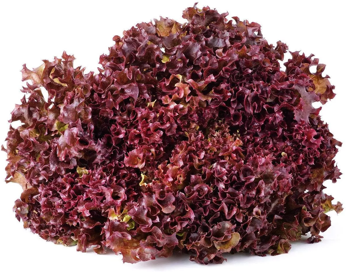 4" Chef Jeff's LETTUCE RED SALAD BOWL