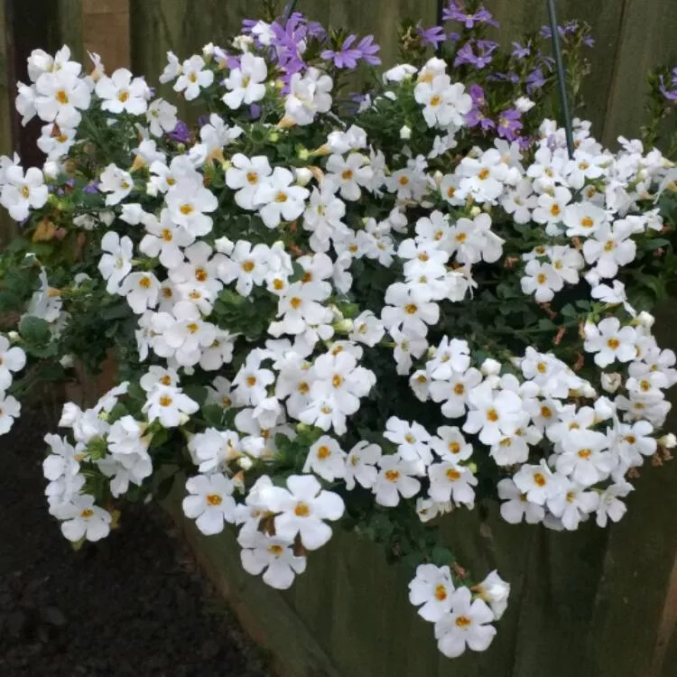 4" Fancy Annual - All Stars Bacopa