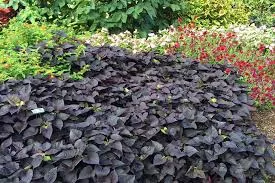 4" Garden Accents Potato Vine Blackie
