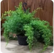 4" Garden Accents Sprengeri