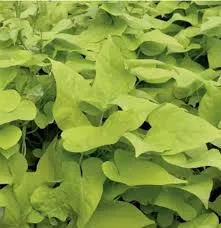 4" Garden Accents Sweet Potato Vine Lime