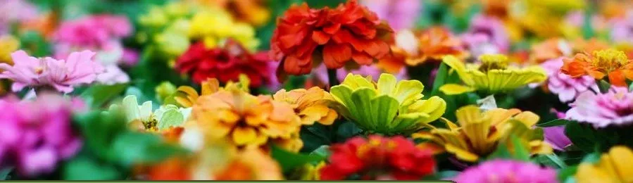 450 Premium Annuals