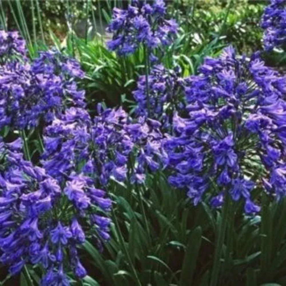 5 Agapanthus Headbourne Hybrids Cold Hardy Lily Of The Nile Seeds For Planting