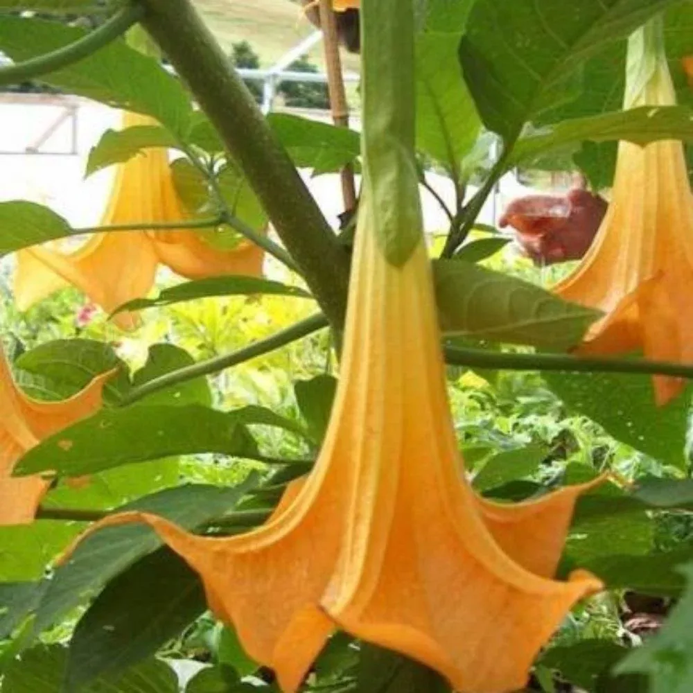 5 Brugmansia Suaveolens Orange Angels Trumpet Seeds For Planting