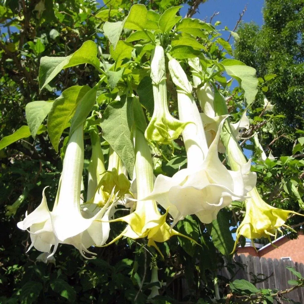 5 Brugmansia Suaveolens White Angels Trumpet Seeds For Planting
