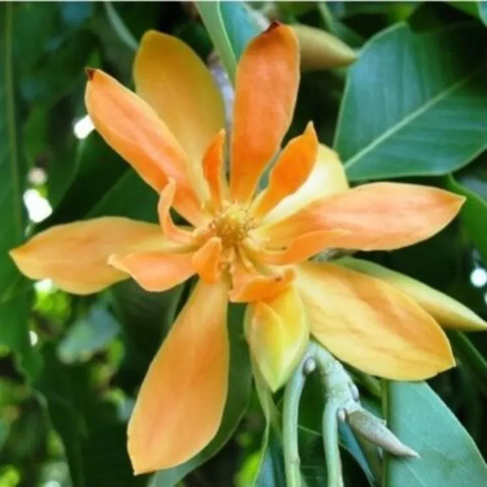 5 Michelia Champaca Evergreen Extremely Fragrant Flowers Seeds For Planting