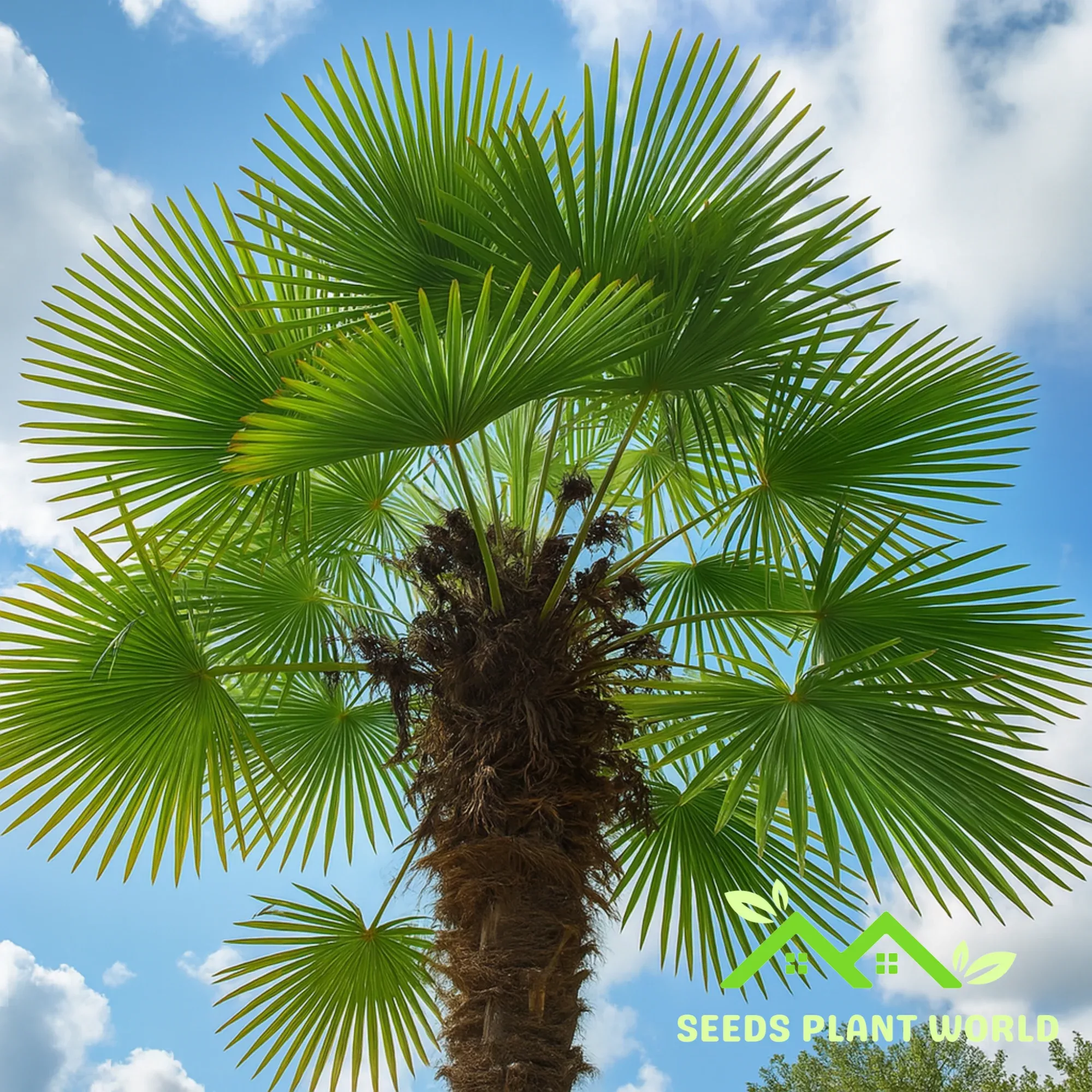 5 Trachycarpus Fortunei Bulgaria Windmill Palm Seeds For Planting