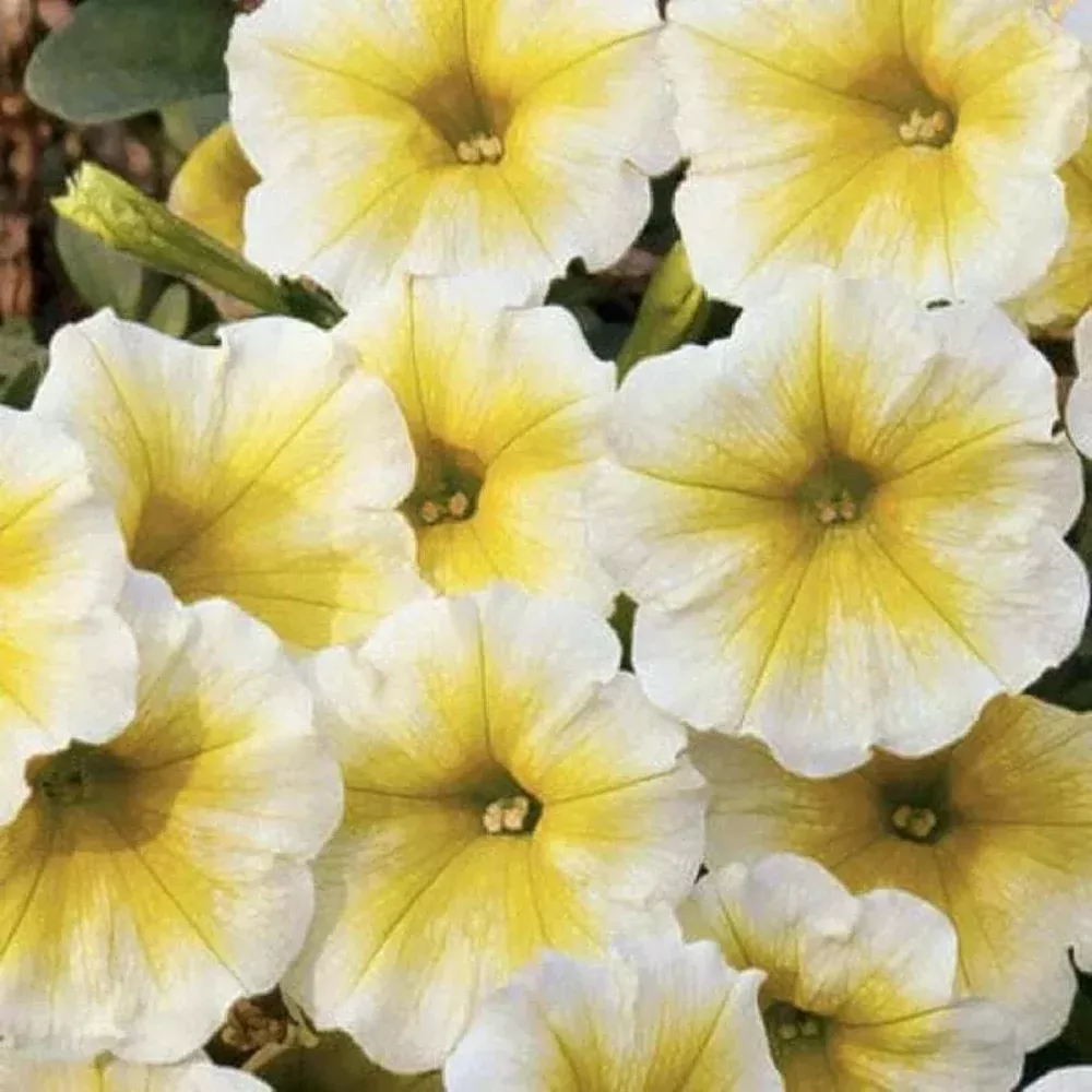 50 Yellow White Petunia Containers Hanging Baskets Window Seeds