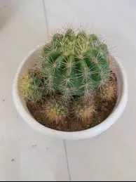 6” cactus combo