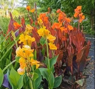 6" Cornerstone Foliage - 8's Canna