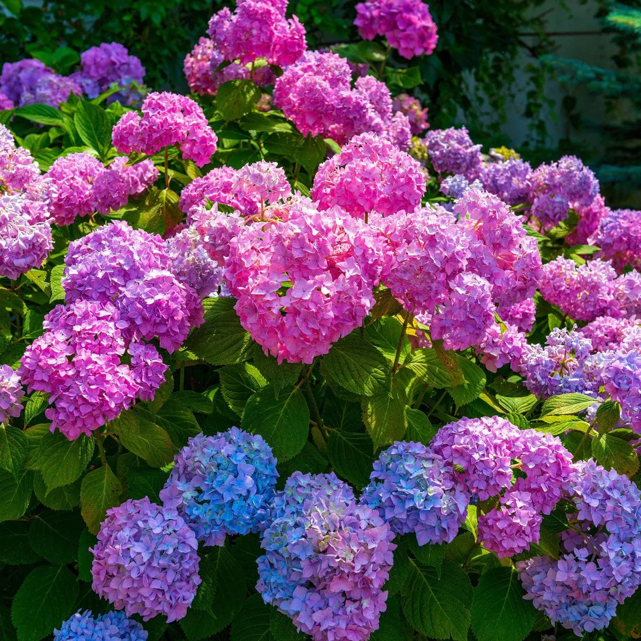 6 Flowering Shrubs 3-4'