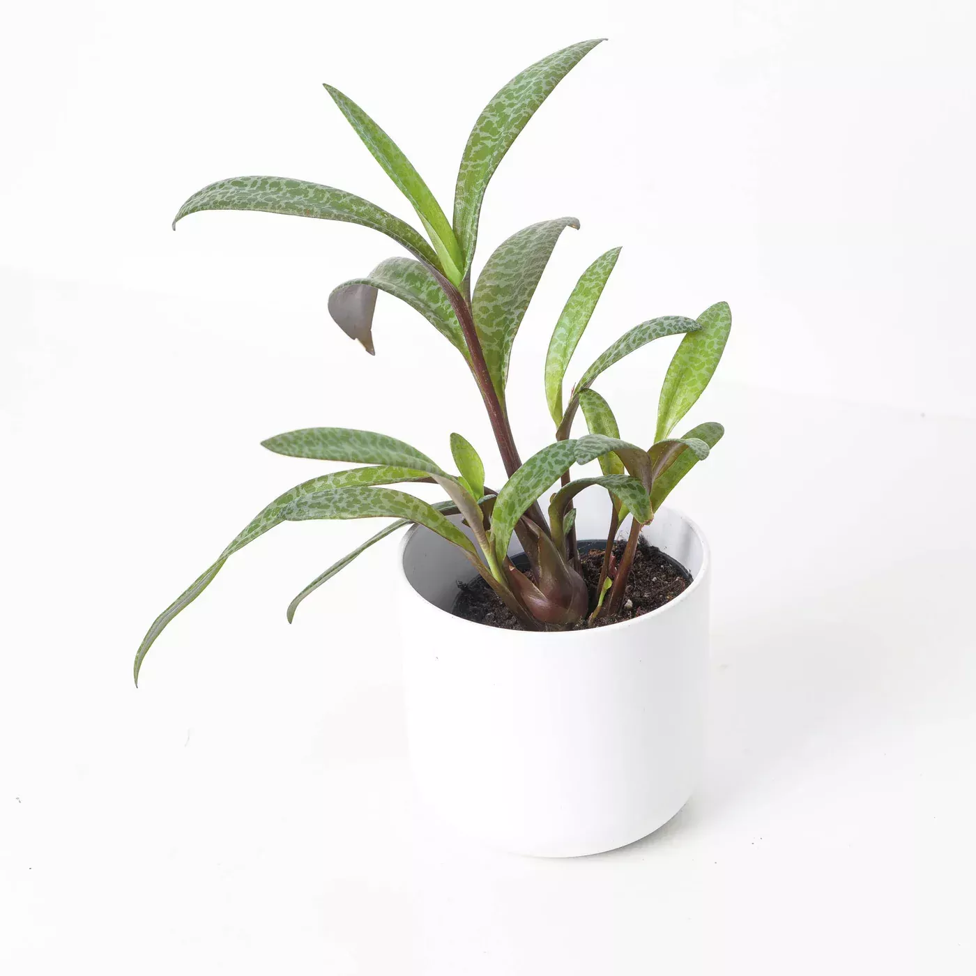 6" SCILLA ASST