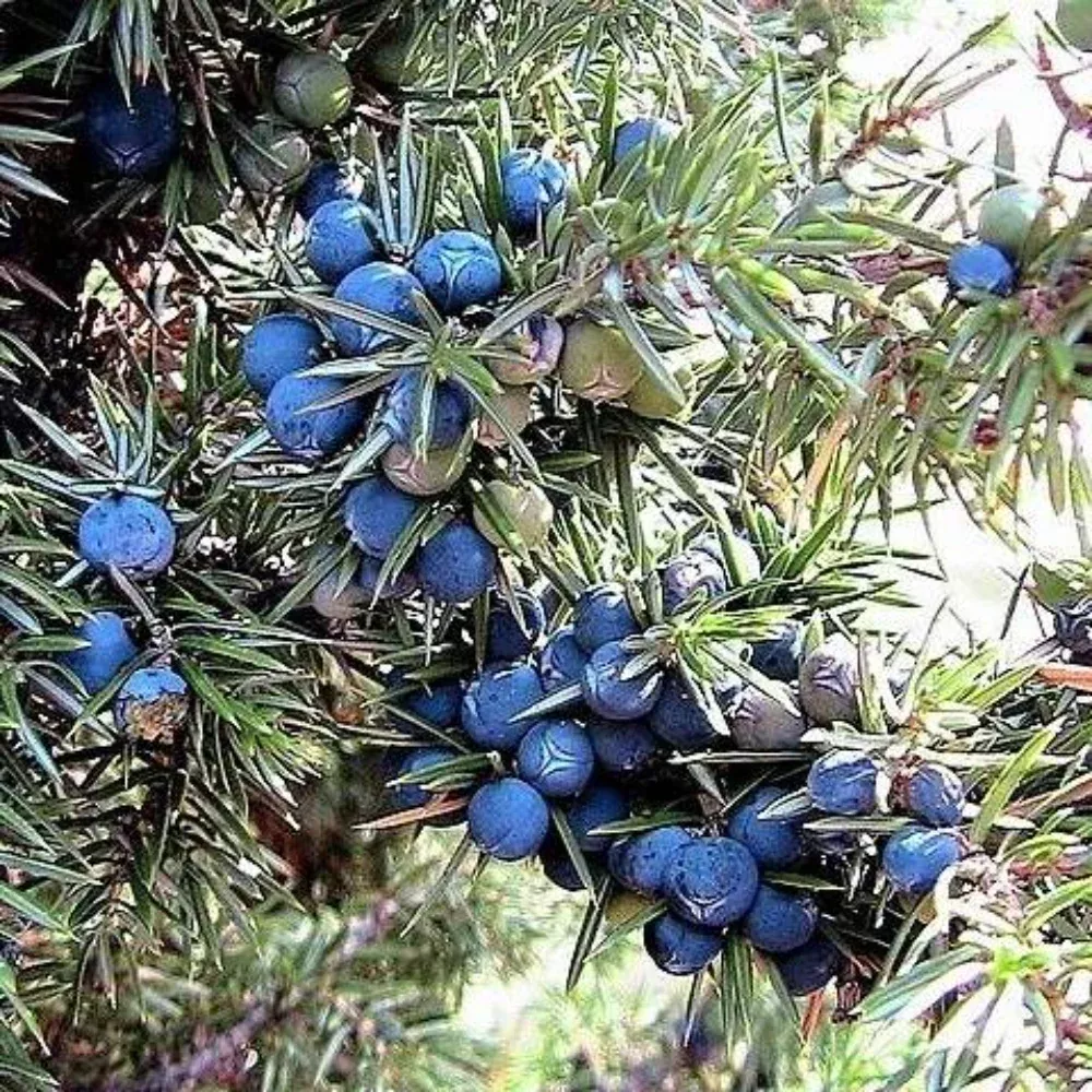 60 Common Juniper Juniperus Communis Tree Seeds