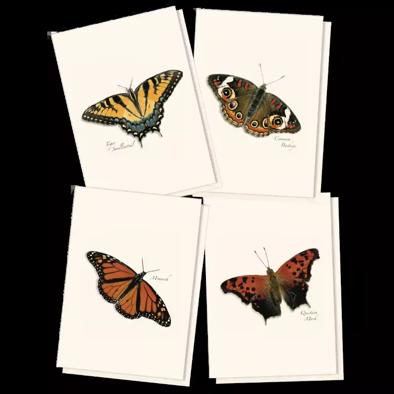 8-Piece Notecard Set: Butterfly Assortment