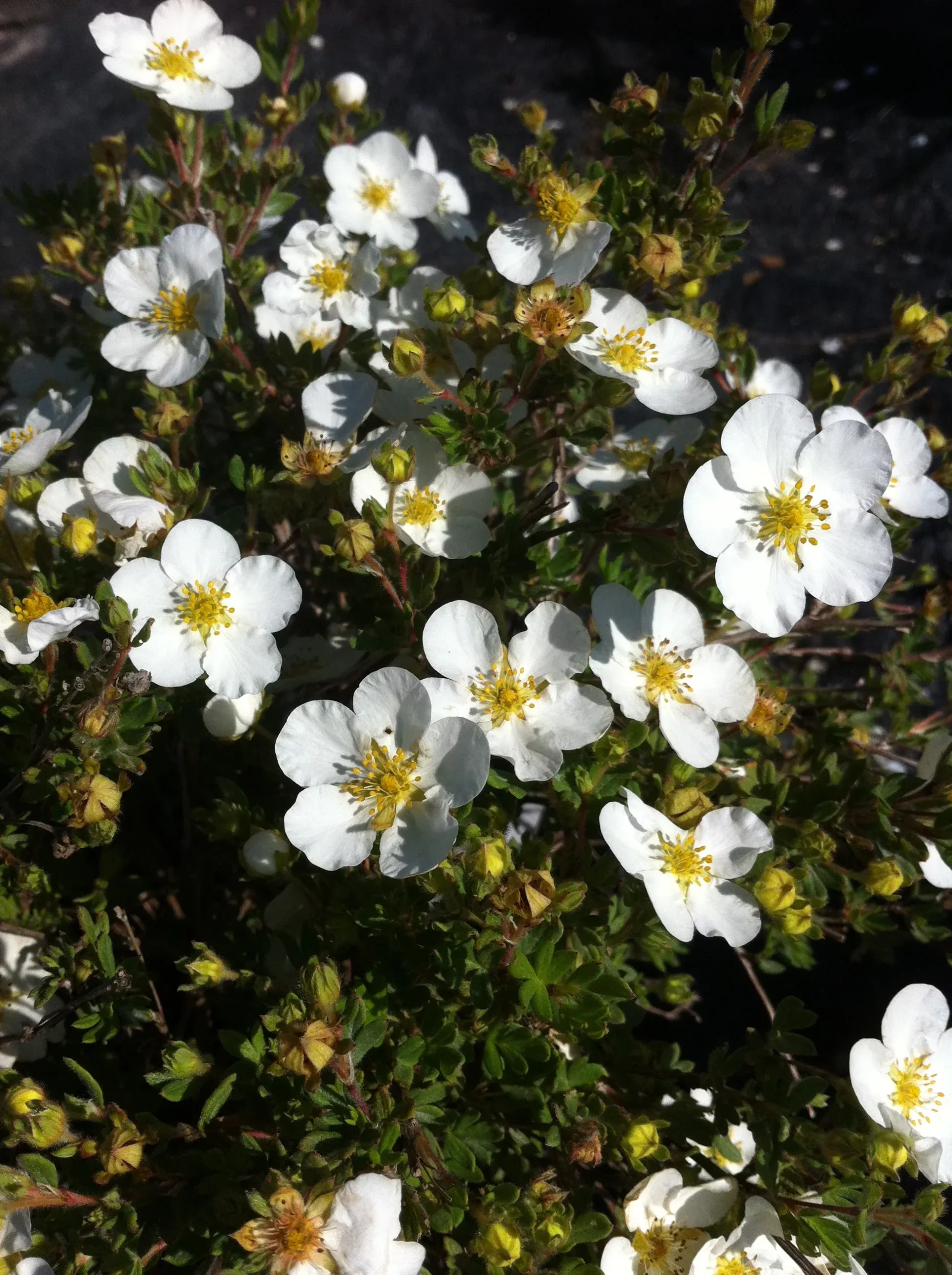 Abbotswood Cinquefoil