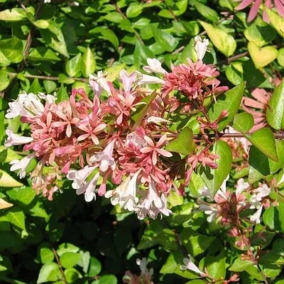 Abelia x Canyon Creek #3