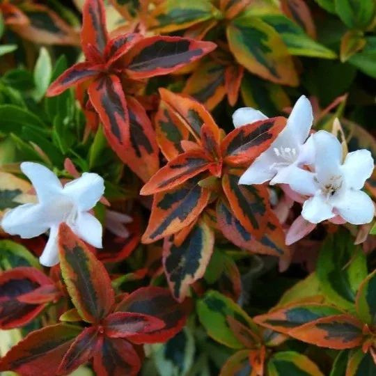 Abelia x Kaleidoscope #3
