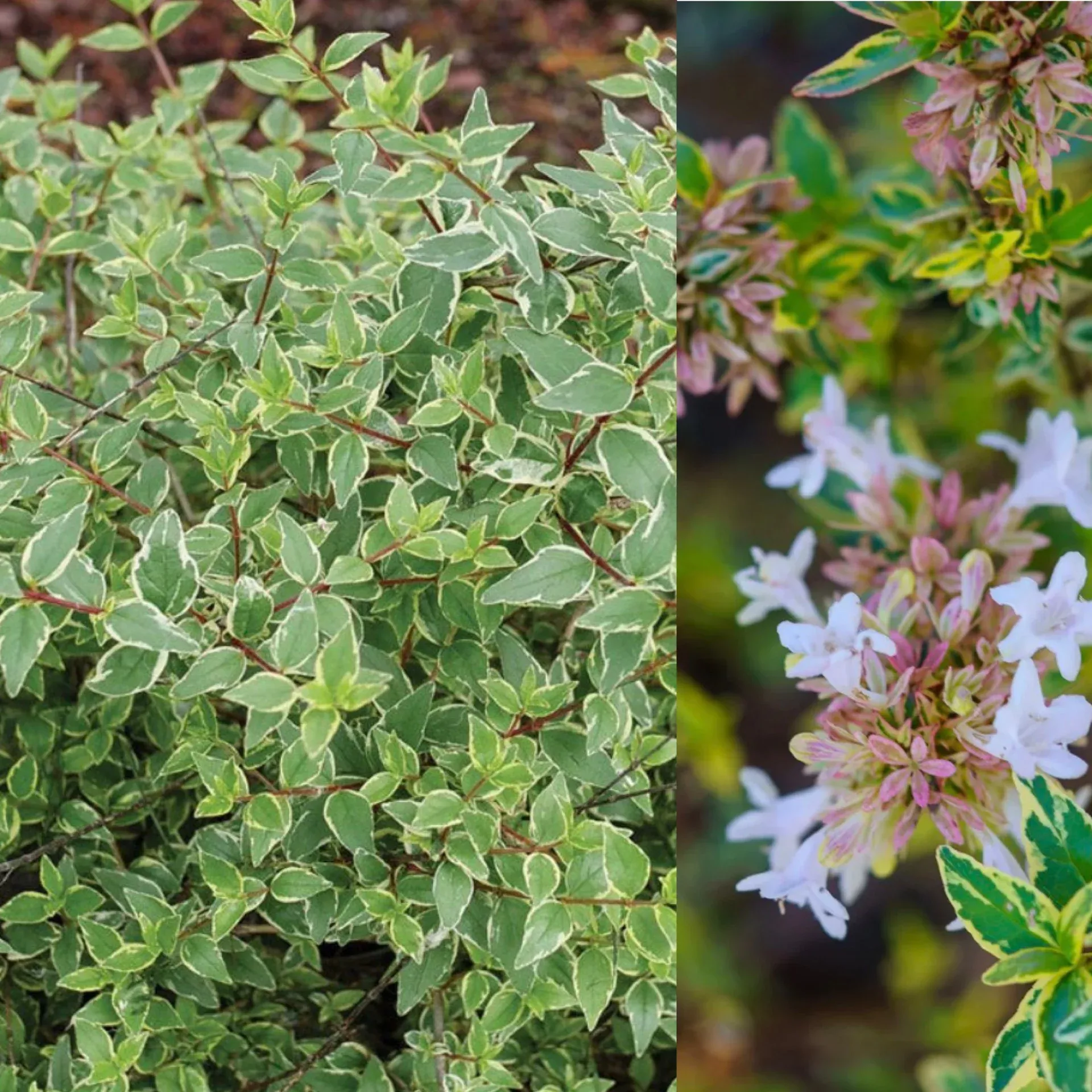 Abelia x Mucho Gusto #3