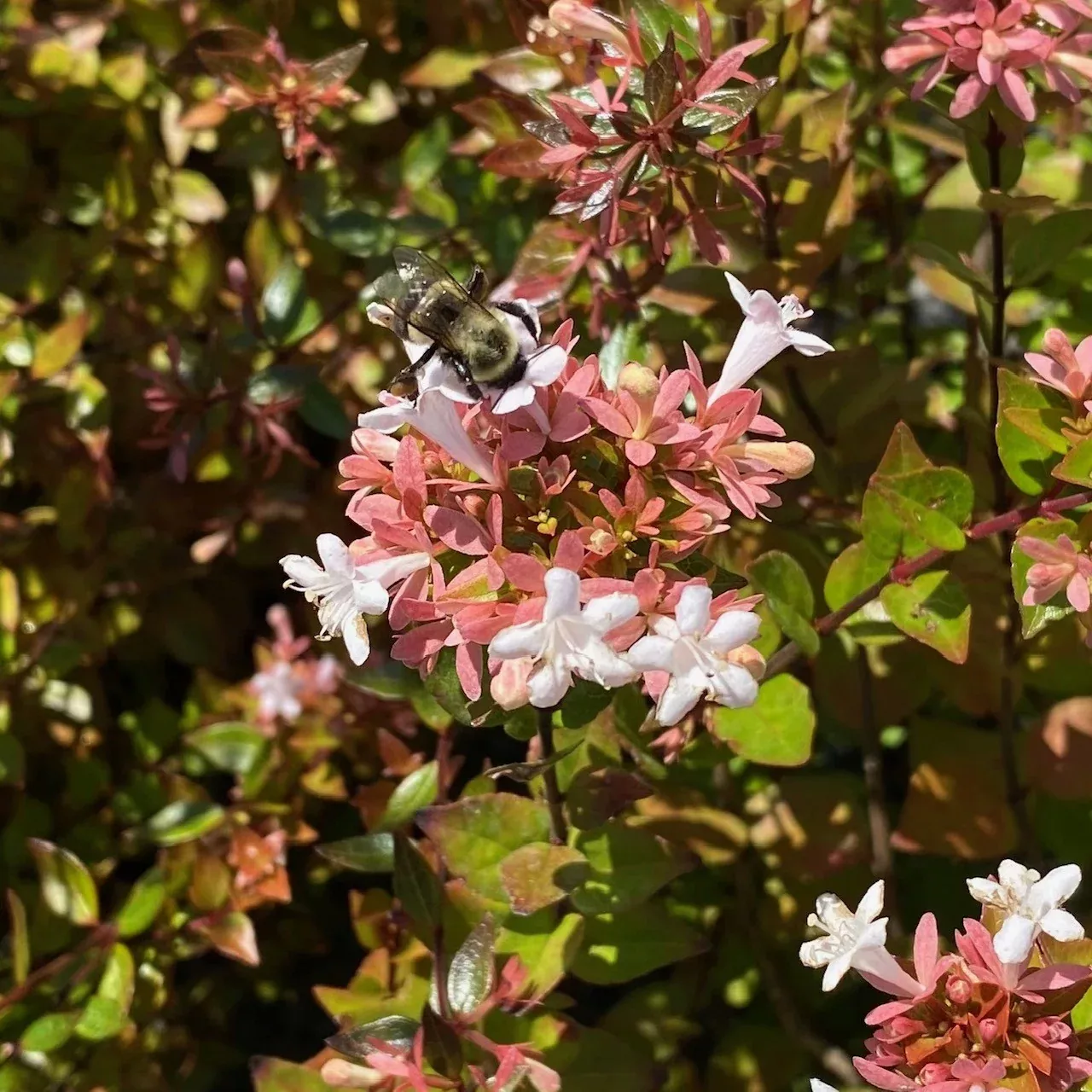 Abelia x Rose Creek #3