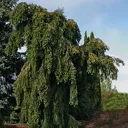 Abies alba Green Spiral #6