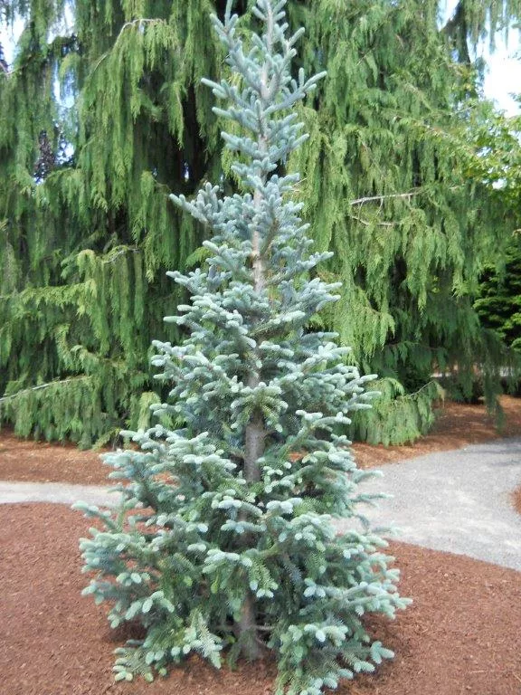 Abies balsa Tyler Blue #6