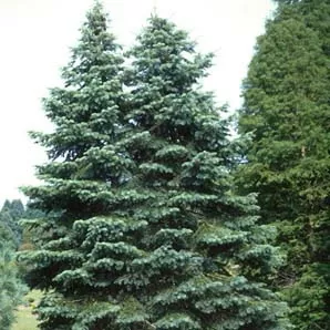 Abies concolor Blue Select 4' ht
