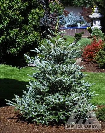 Abies koreana Hortsmann's Silberlocke #10