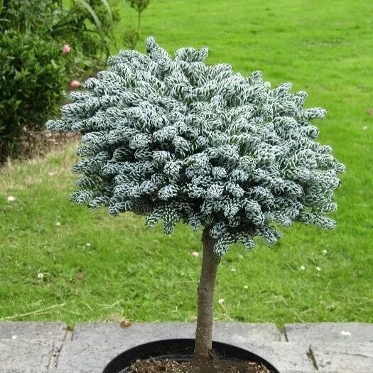 Abies koreana Ice Breaker std #3