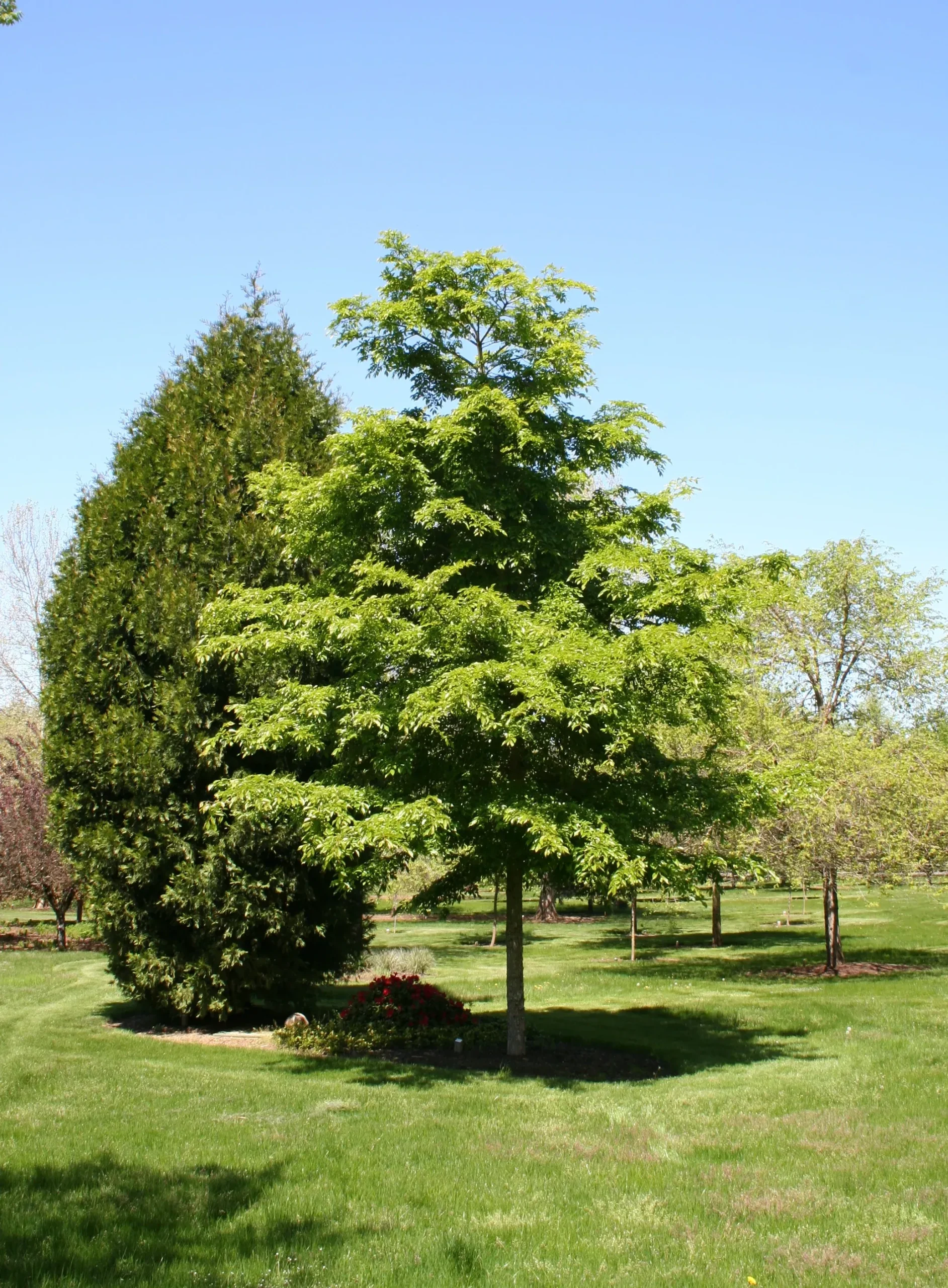 Accolade Elm