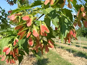Acer g Ruby Slippers #15