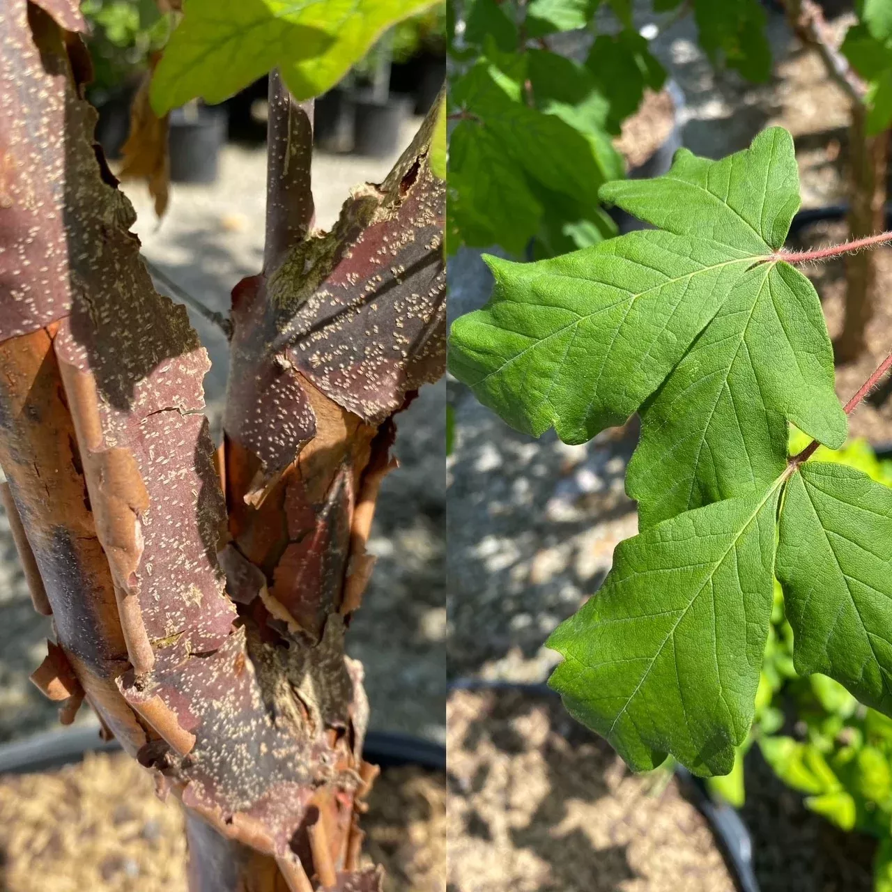 Acer griseum Cl 5'