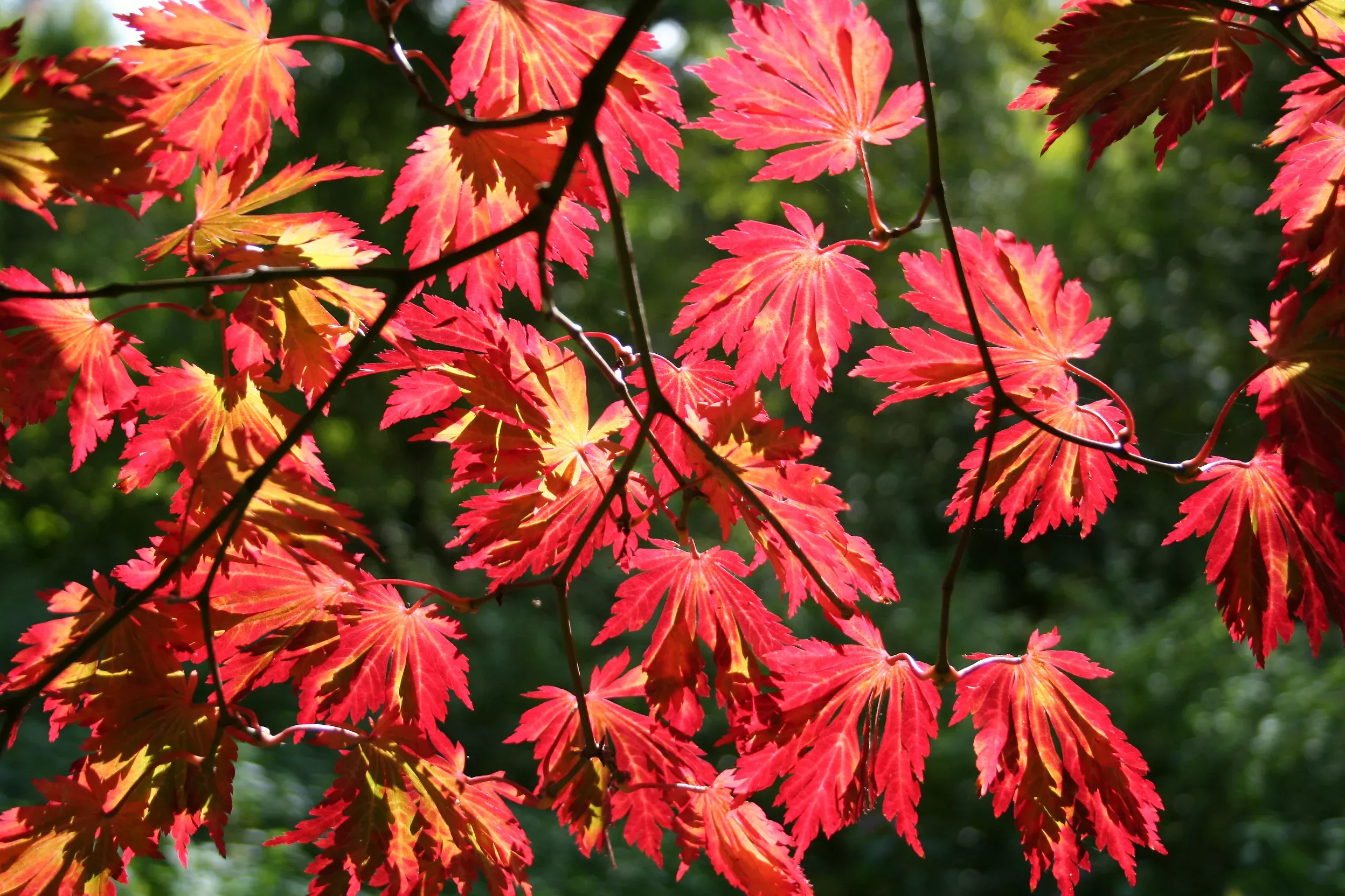Acer jap Aconitifolium #3